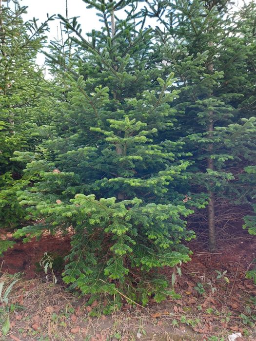 Vindem tuia brazi mesteacăn tei platan stejar frasin etc