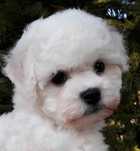 Bichon Frise cu Pedigree si pasaport