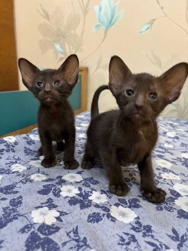Продам котят Ориеталы