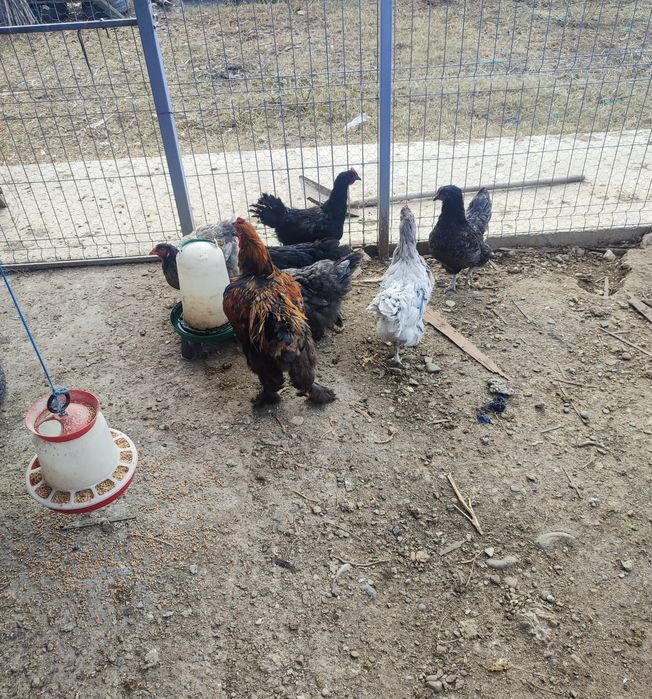 Vând șapte găini și un cocoș