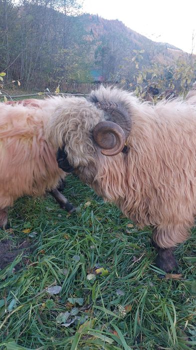 Berbeci bucalai de vânzare