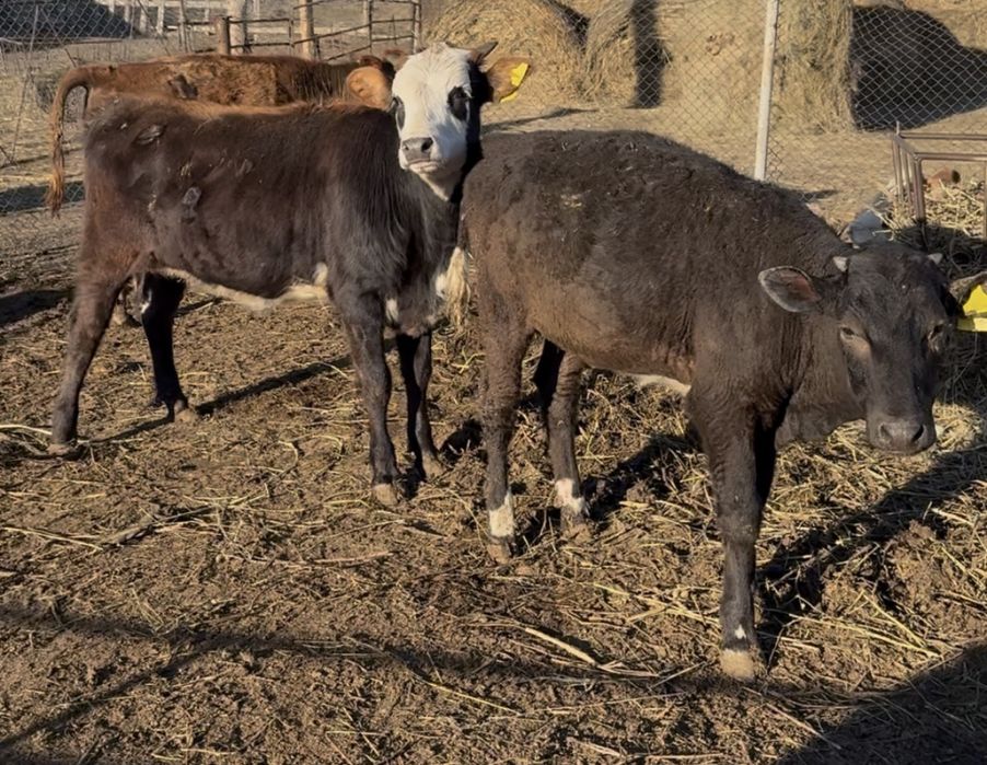 Продам 3 телята оптом только