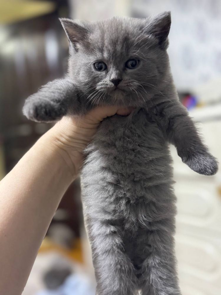 Котята мушук боласи