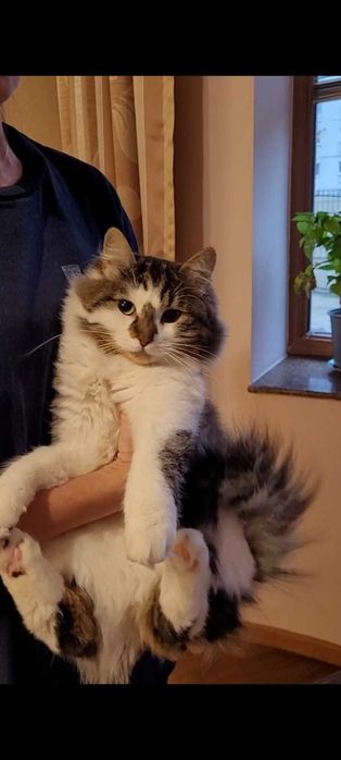 Adoptie doua pisicute si un motanel - Vaccinati Deparazitati