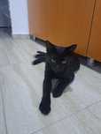 Motanel pt adoptie donez