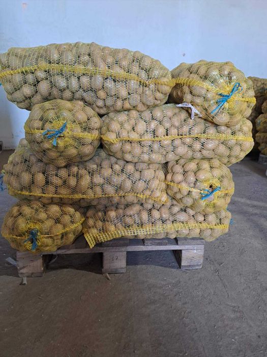 Картоф за семе сорт сорая.