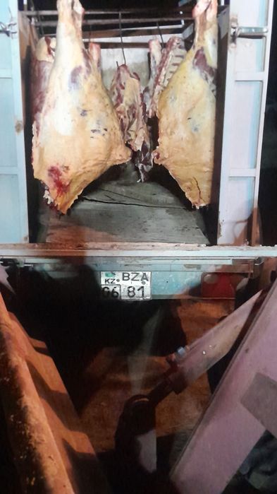 Соғымға семіз малдар бар