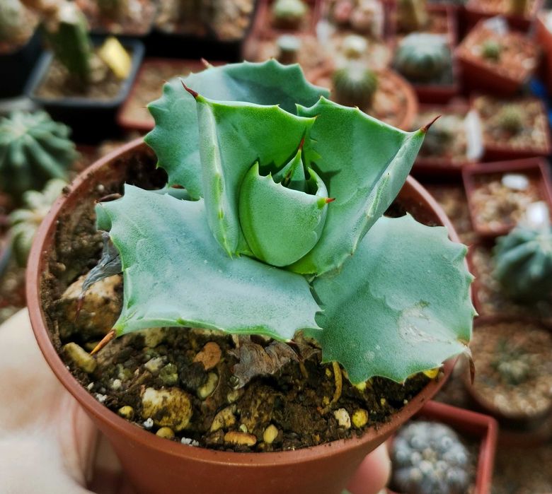 Кактуси и сукуленти, ценни видове, колекционерски екземпляри.