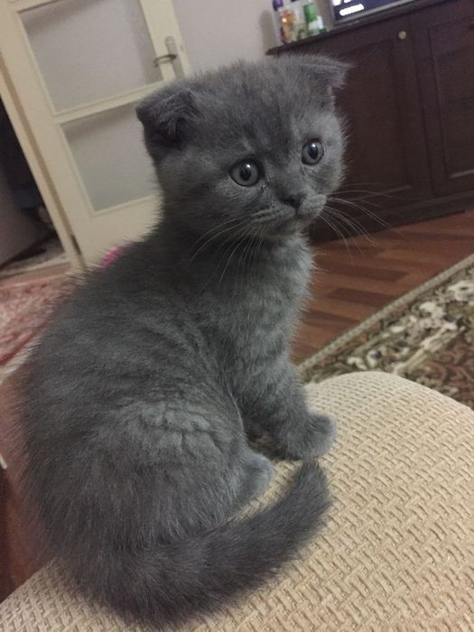 Шотландский вислоухий котёнок