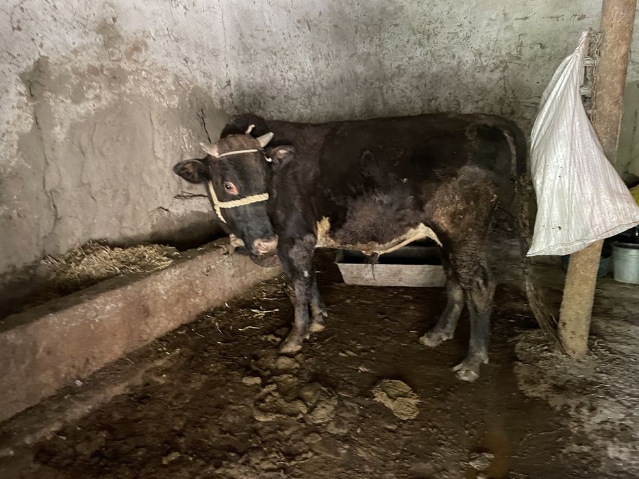 Boqilgan buqalar sotiladi Sroshna Pastdargomda