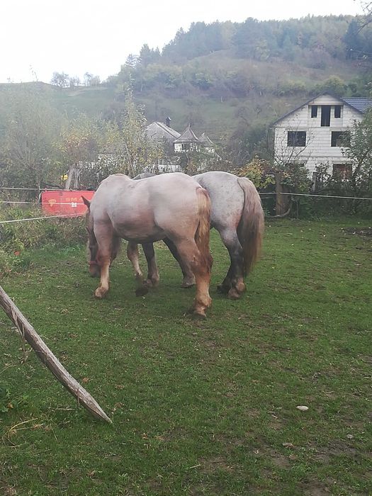 Mânz de vanzare Localitatea Zagra jud Bistrița Năsăud