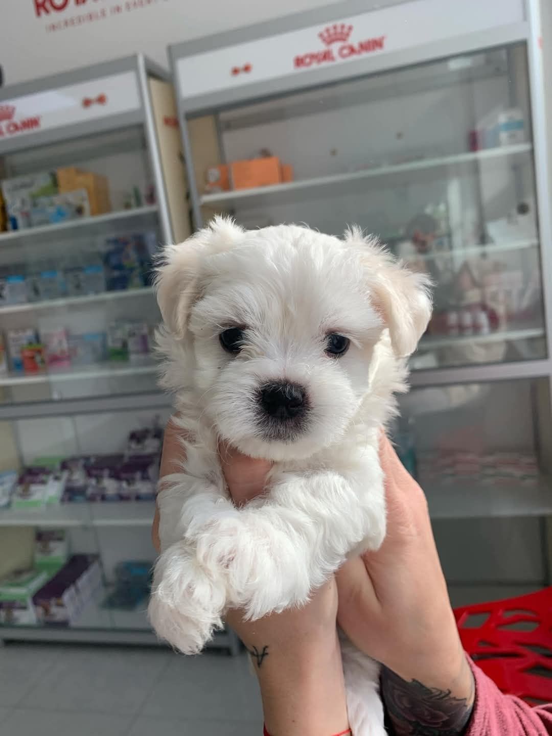Bichon maltez mini toy