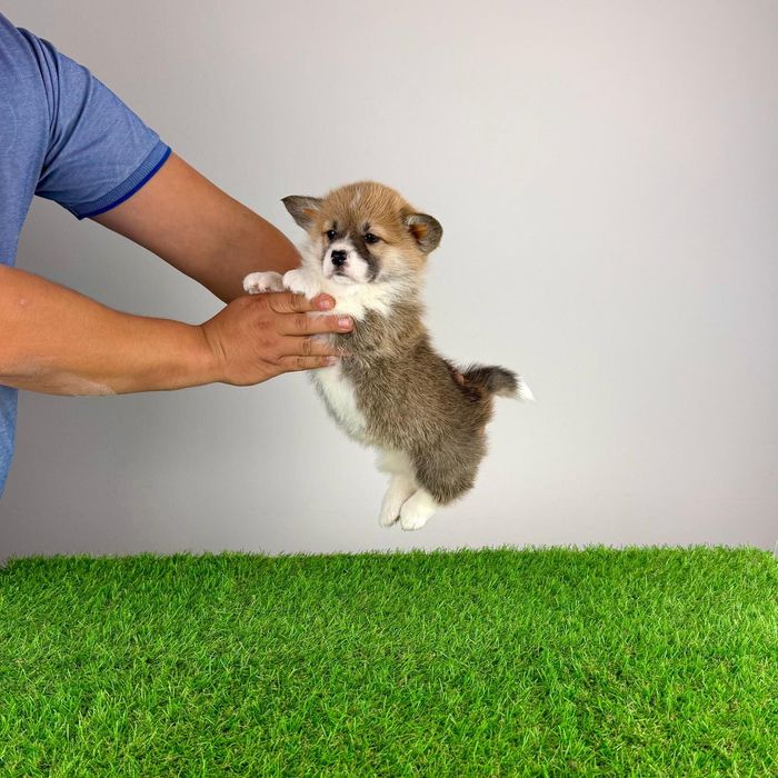 Pui Welsh Corgi Pembroke cu pedigree