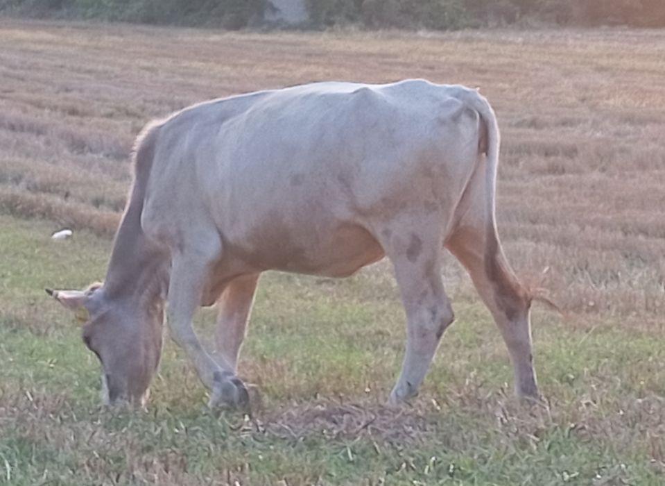 Vând vacă tânără