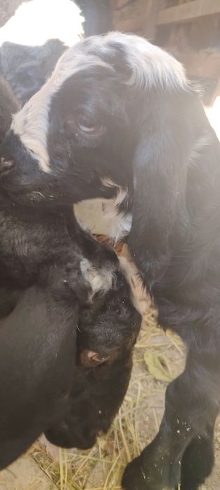 Бугуз ва онабача куйлар сотила    ди.