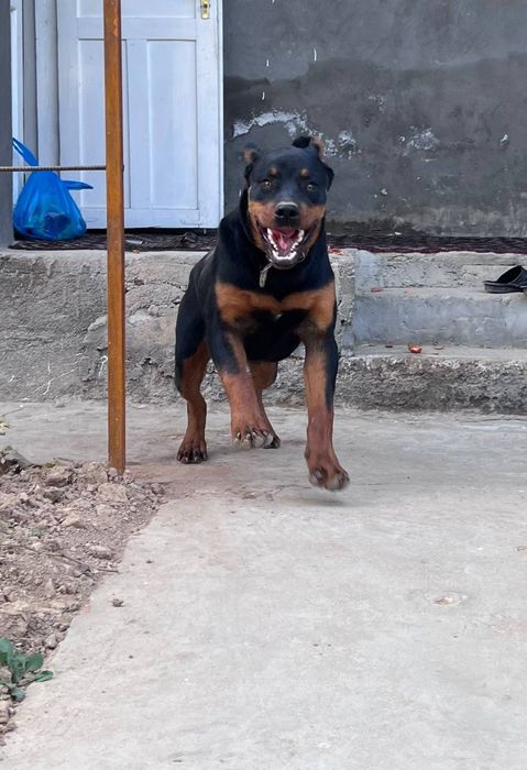 Kuchu sotiladi 1 yosh boʻldi toza qaralgan vaktsinalarni qilingan.