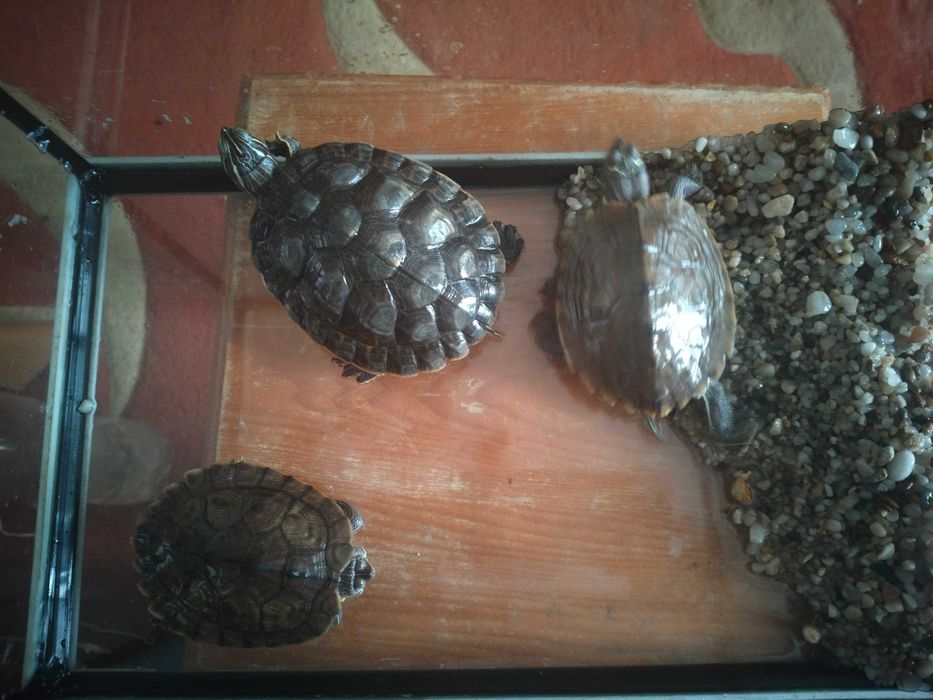 Va and broscuțe testoase