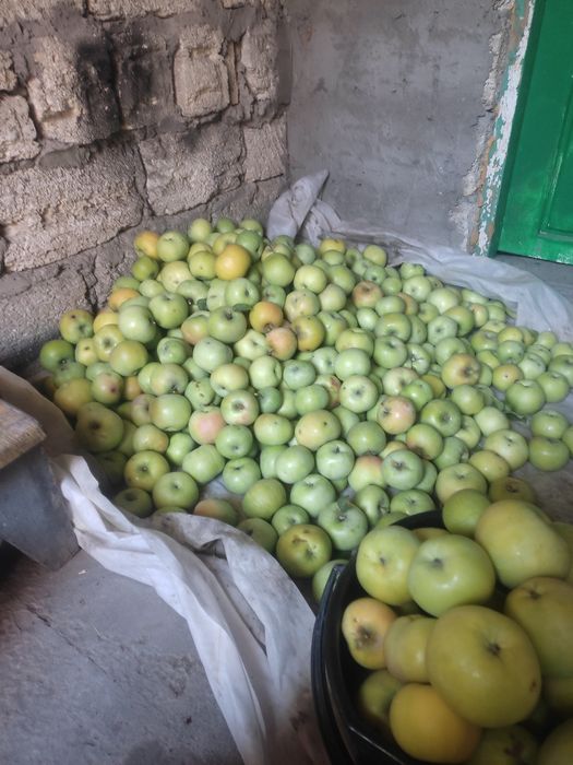 Продам зимние яблоки!хорошо хранятся.400 тг. за кг.