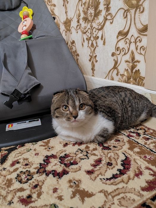 Мысык сатылады котята