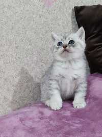 Продаются котята Шиншиллы возраст 1 месяц.