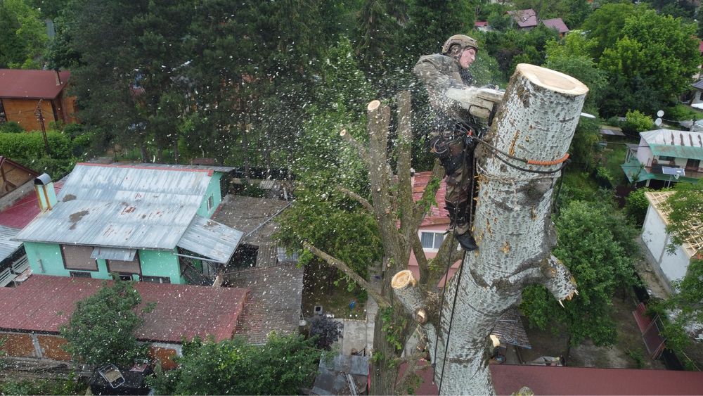 Toaletaje arbori , copaci ,livezi si taiere lemne de foc