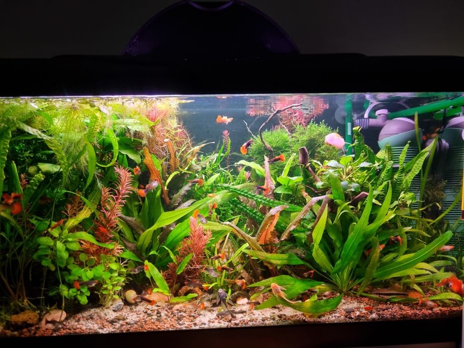 Pesti acvariu guppy toxido ancistrusi