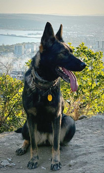 Кученца източноевропейска овчарка