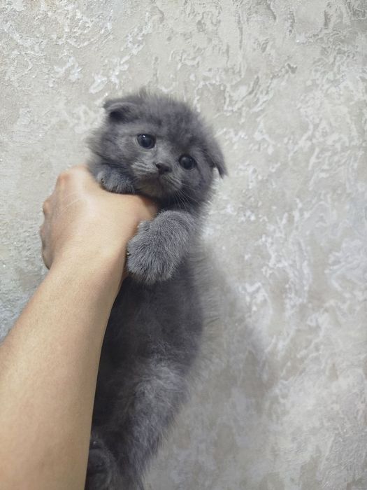 Отдам бесплатно скоттиш страйт