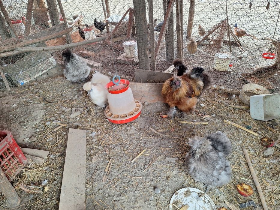 Vând Famile Mătase Japoneza 4+1