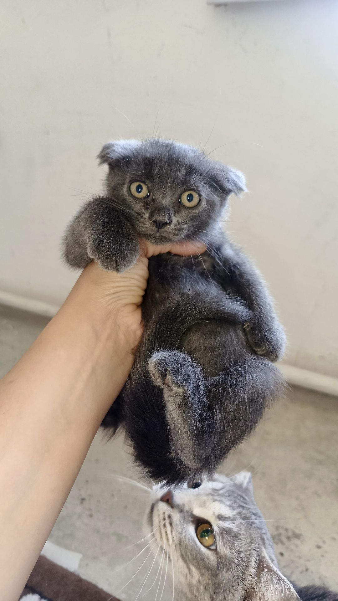 Продается шотландский котята