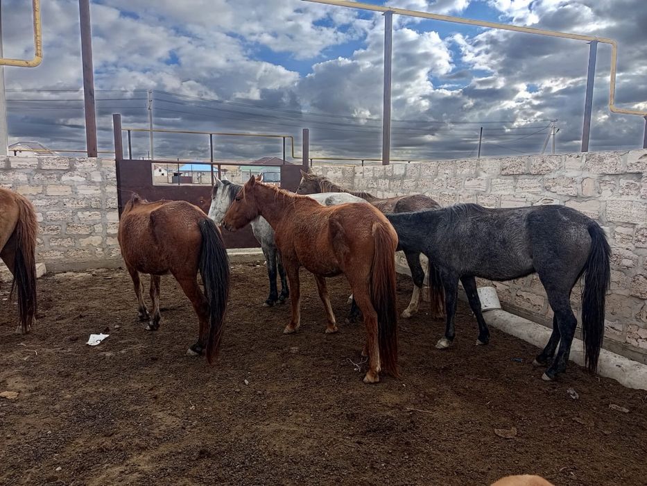 Үйір жылқы сатылады