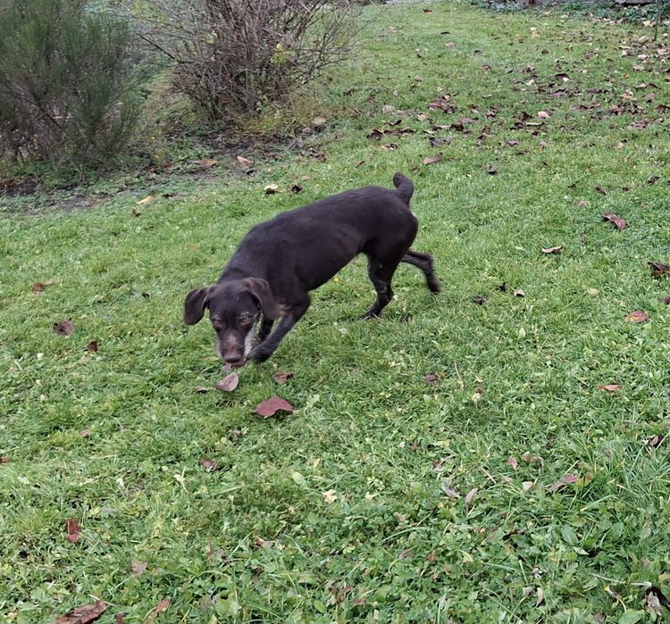 Brac german cu Pedigree