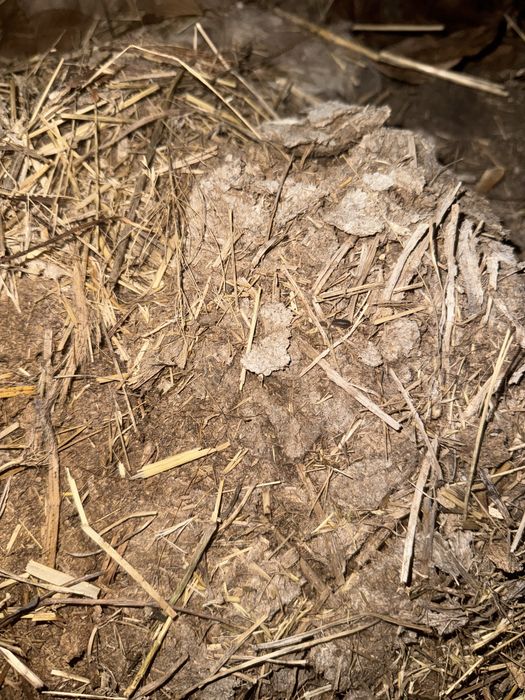 Навоз к продаже , свежий