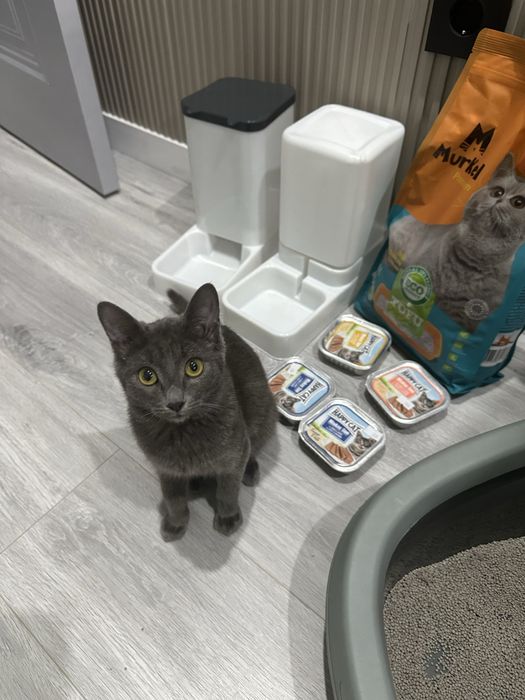 Кошку отдаю, все вещи вместе с ним