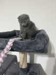 Scottish Fold  motănel