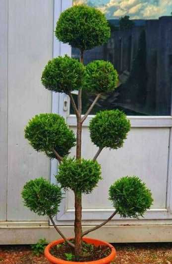 Plante Ornamentale