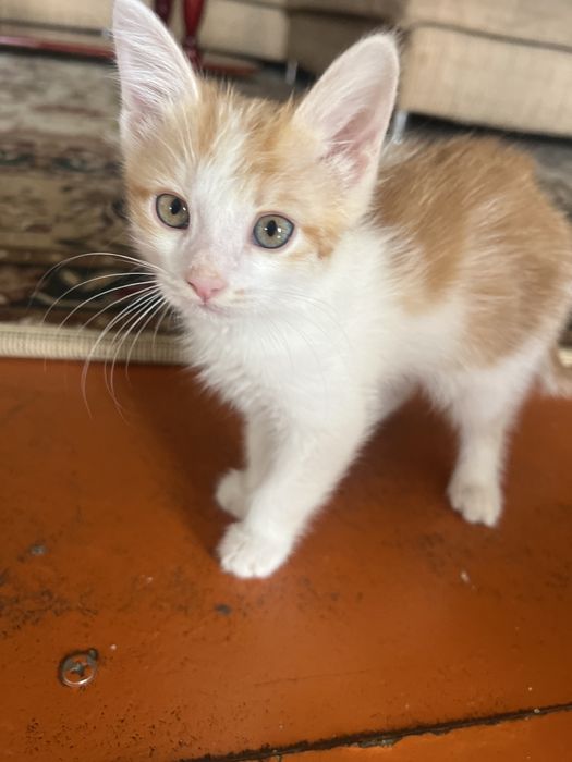 Котята 2 мес(желтая,и черно-белая)