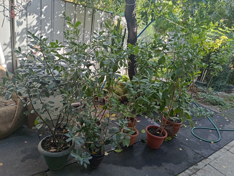 Комнатные растения