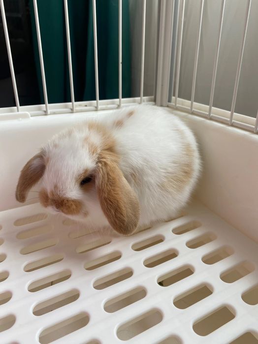 Oilangizga mehr va tabassum olib kiradigan quyonchalar!