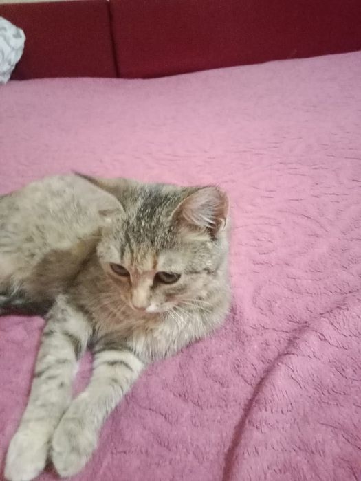 Отдам кошечку в добрые руки