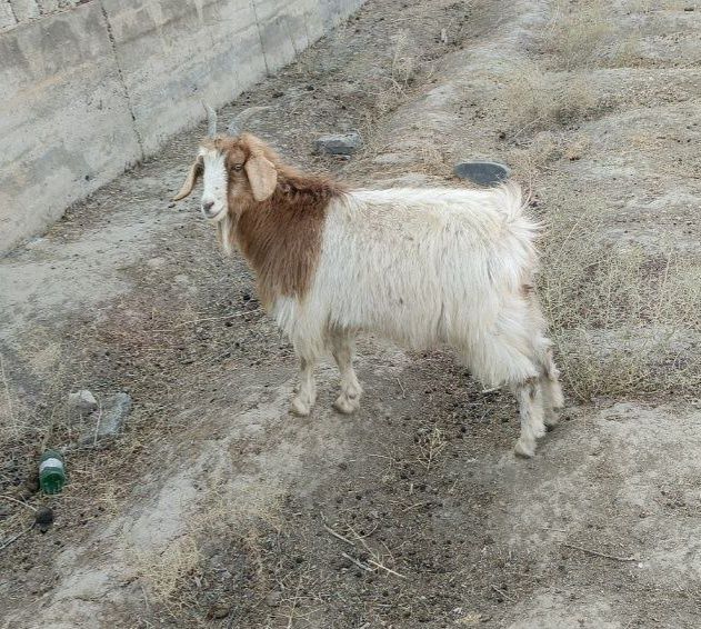 Quylar echki sotiladi arzon