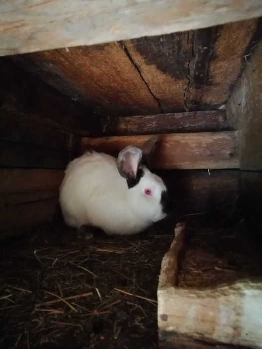 Vând iepuri Uriaș de Transilvania