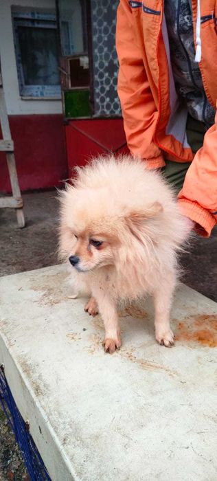 Femela Pomerian Talie Mica