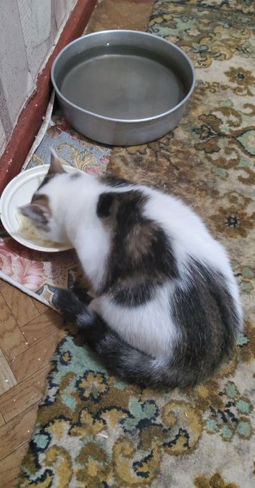 Отдам котенка в добрые руки