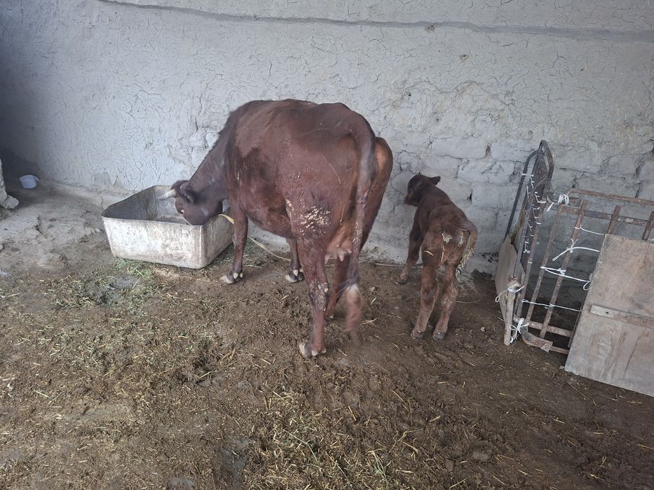 Tagayev Azizbek Asadovich