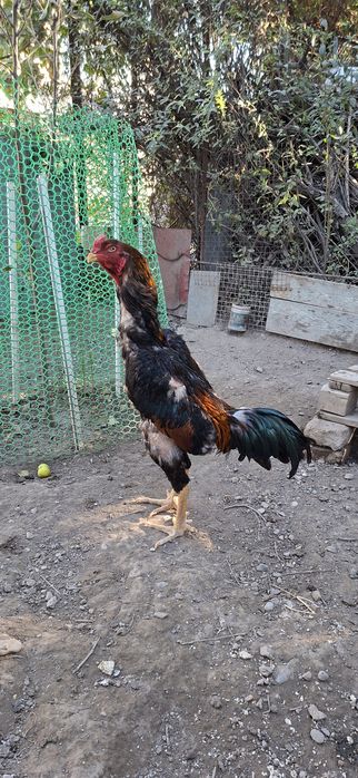 Ёшига тўлган хўроз сотилади