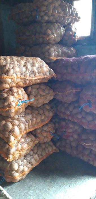 Vând cartofi de consum