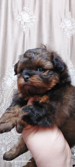 Две девочки Помапу