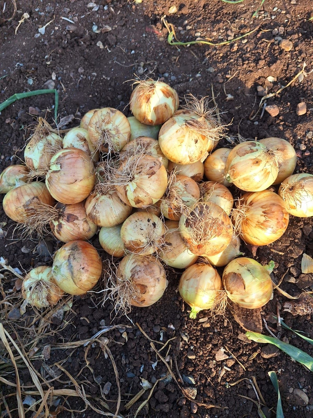 Ceapa nouă 2025 10kg 25kg