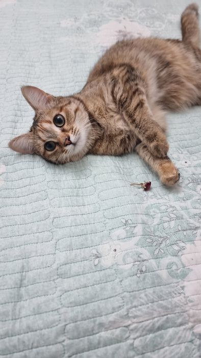 Подарю кошечку очень ласковую и красивую